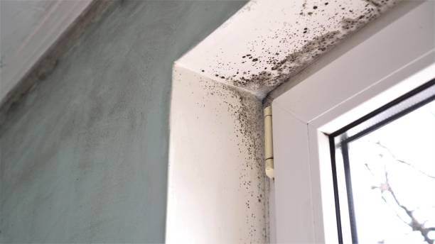 Best Kitchen Mold Remediation in Martsville, IN