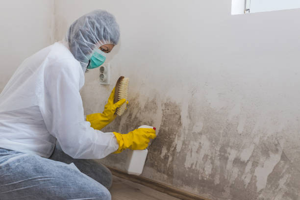 Best DIY Mold Remediation Support Services in Martsville, IN