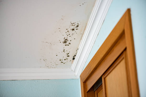 Best White Mold Remediation in Martsville, IN
