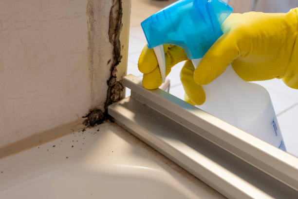 Best Basement Mold Remediation in Martsville, IN