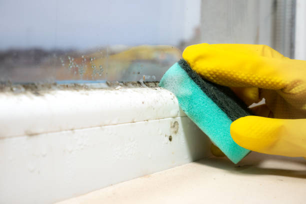 Best Emergency Mold Remediation in Martsville, IN