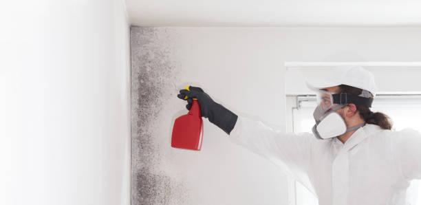 Best Industrial Mold Remediation in Martsville, IN