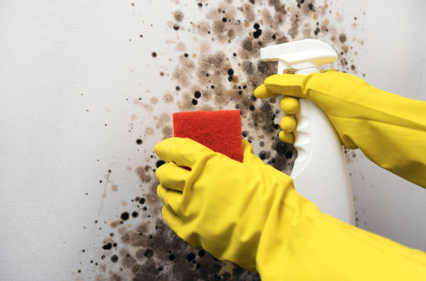Best Basement Mold Remediation in Martsville, IN