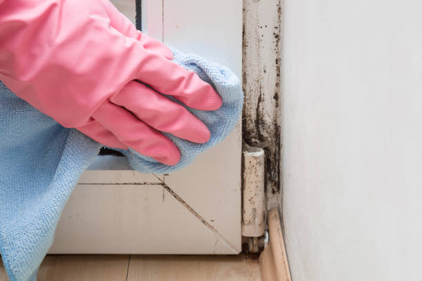 Best Health and Safety Mold Remediation in Martsville, IN